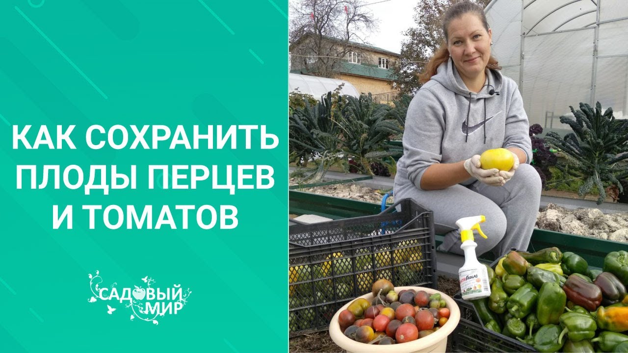 АКТУАЛЬНО! КАК СОХРАНИТЬ СВЕЖИМИ ПЕРЦЫ И ТОМАТЫ ДОЛЬШЕ. Дозревание зеленых перцев и помидор