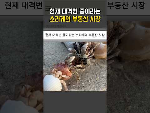 현재 대격변 중이라는 소라게의 부동산 시장