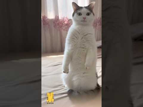 Funny Cat & Cute Kittens610😻 #shorts #kucing #kucinglucu #funny #pet #cat #foryou #viral #viralvideo