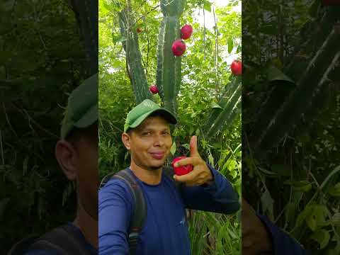 Coisas que você pode comer se tiver perdido #caatinga #natureza #sertão #vidanaroça