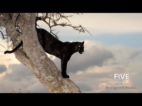 The Black Leopard Safari - Kenya