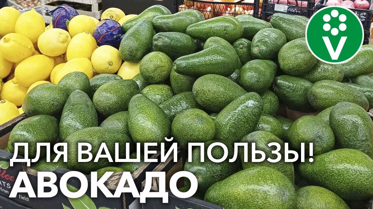 Авокадо - заморский фрукт от семи недуг! Чем полезно авокадо и как его лучше употреблять