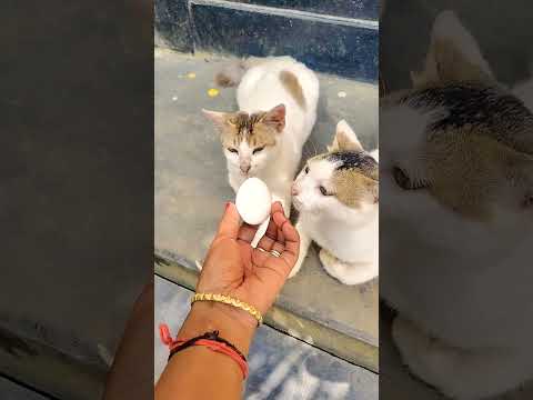 #funny #trending #ডিম #viral