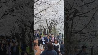 꽃비 날리는 양재천 벚꽃축제 2026 YANGJAECHEON Cherry Blossom Festival