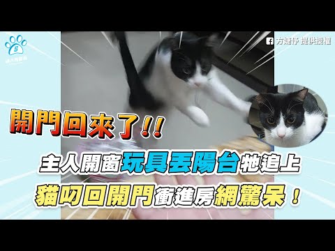 【主人開窗玩具丟陽台牠追上 貓叼回開門衝進房網驚呆!】|網友 / 方婕伃|TikTok / ____fish_fish