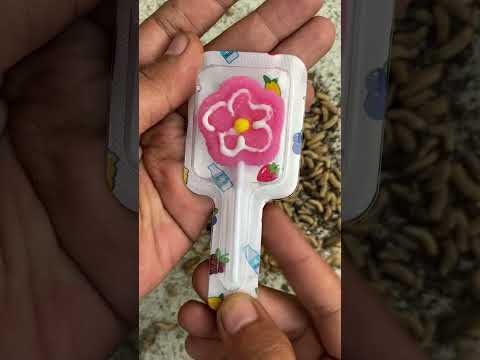 Sharing pink flower candy with manggots #shorts