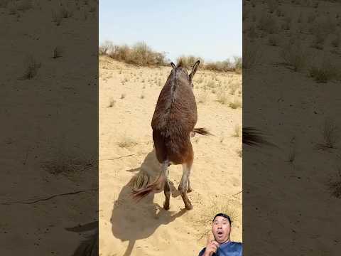 Wow😱😱😱#animals #funnyanimal #shortvideo #cow #bull #funnypet #pets #shorts