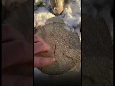 КАК РАЗВОДЯТ НА БРАКОВАННЫЙ ЛЕС