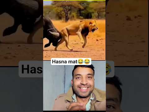 Sher ko bhari padi bhains! ๐ฑ Buffalo vs Lion Funny Reaction ๐ #shorts #funny