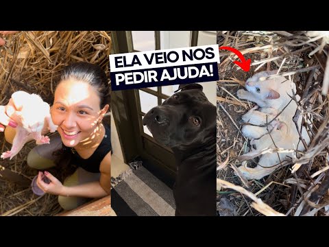 VIREI BABÁ DE 4 GATINHOS QUE NASCERAM ONTEM! 😱 resgatamos 1 gata e seus filhotes da rua 🐱