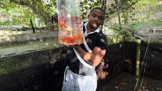 Muestro todos los peces del criadero y esto pasó