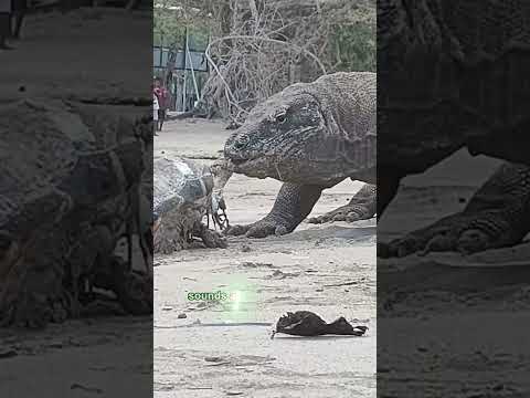 WHAT do KOMODO DRAGONS EAT and HOW they eat it in 60 secs.