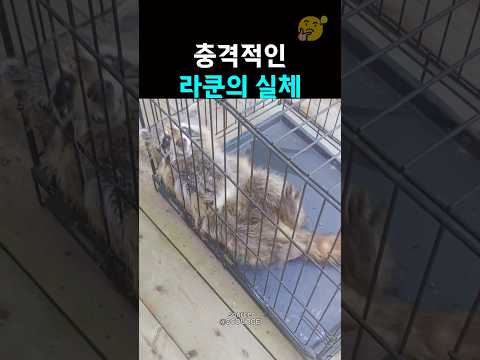 라쿤이 위험한 이유