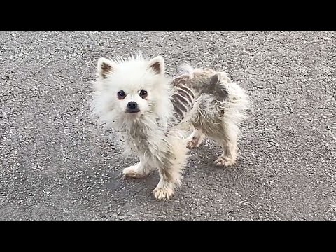 The stray dog was starving,emaciated to skin and bones,but it refused food from kind-hearted people