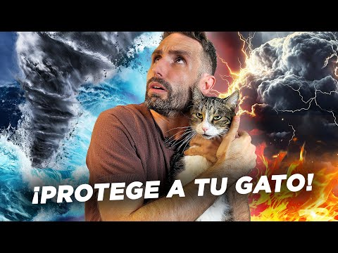 CÓMO PROTEGER A TU GATO durante CATÁSTROFES NATURALES 🙀🌪️🌍🏚️🔥🌊🌩️| Guía Completa para emergencias 🚨🆘