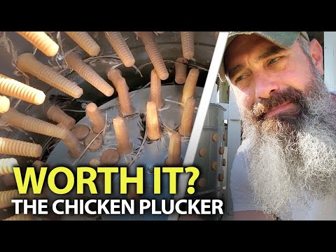 Should You Buy A Chicken Plucker?
