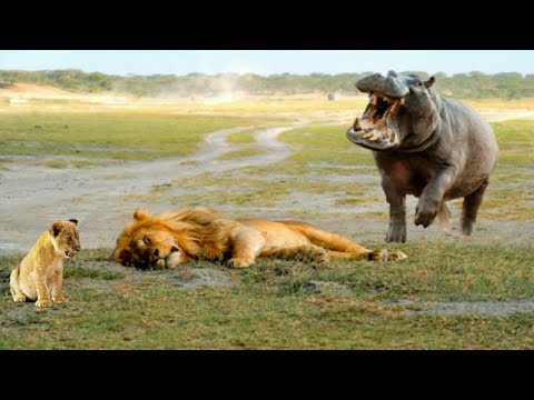 لحظات مثيرة🔥 "رحلة اللبؤة الأم عبر النهر وتحديات أفراس النهر" 🦁🐴💪 صراع البقاء #عالم_الحيوان 🦁