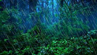 Rainforest & Thunder Sounds for Sleeping | Black Screen