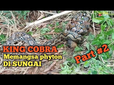 King Cobra memangsa phyton kepergok warga part 2