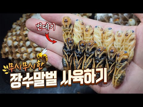 우리나라에서 가장 위험한 생물! 장수말벌을 키워봤습니다! 절대 따라하지마세요!