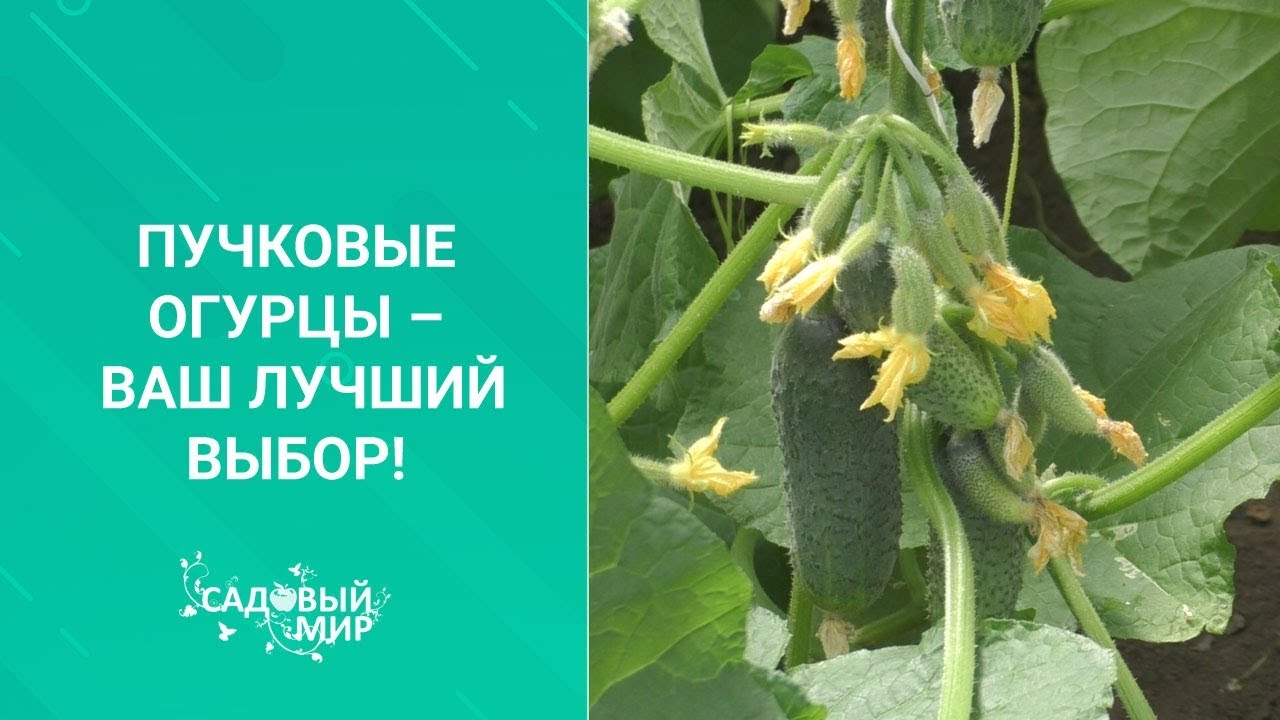 Пучковые огурцы ваш лучший выбор!