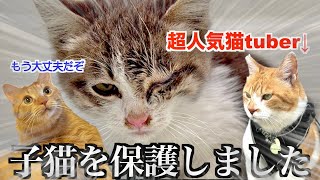 大物Youtuberの方と子猫を保護しました。