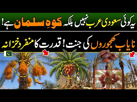 This is Not Saudi Arab, This is Pakistan | World Most Unique Dates Orchard in Koh-e-Salman