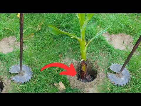 CREATE Your OWN Tree Plantation Machine FAST!