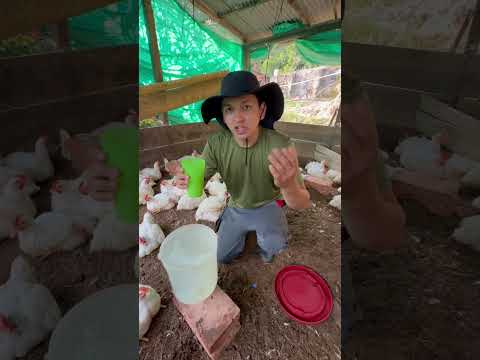 Limón Y Ajo En El Agua De Nuestros Pollos  #losbarrerita #campo #vida #tendencia #pollo