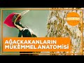 Woodpecker Behavior and Anatomy