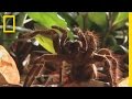 Understanding Goliath Tarantulas