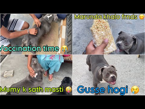 Groza k rebis ka injection lagana pada hamko bhari 😢 #dog  #vlog #americanbully #pitbull