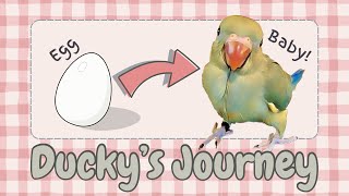 Ducky’s Growing Up Journey: An Indian Ringneck from Egg to Bird!