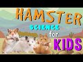 Hamster Behavior and Characteristics