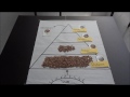 Exploring Energy Transfer in Ecosystems
