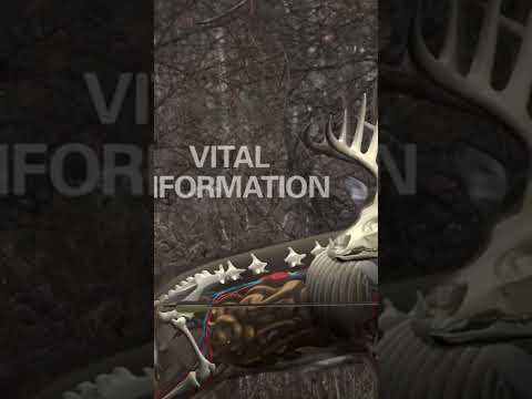 What to do if you spine a deer. #shorts #deer #deerhunting