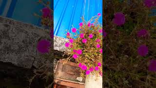 short video##