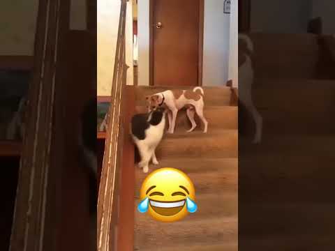 Talking funny funnyvideo voiceover animals viraltiktok funny dog pet