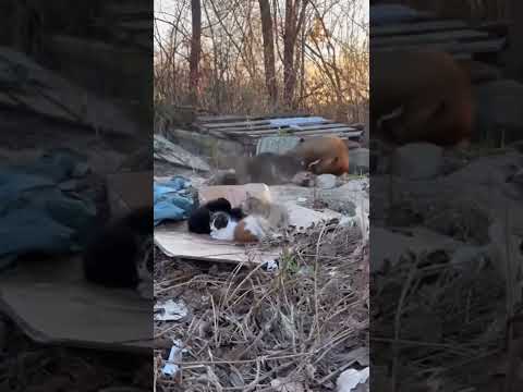 #animals #dog #cats #animallovers #animal