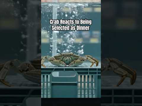 It’s crab Mukbang tonight! 😂🦀✨