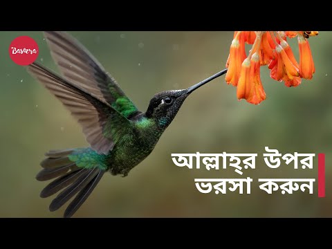 আল্লাহ্‌র উপর ভরসা করুন | দুশ্চিন্তা ও ঋণ থেকে মুক্তি - শায়খ মুখতার আশ-শানক্বিতি