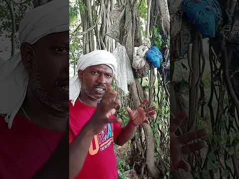? ஆலமரத்தில் தொங்கும் முடிச்சுகள் ? தமிழனை பார்த்து வியந்த உலகம் ?? #shortsviral #tamil