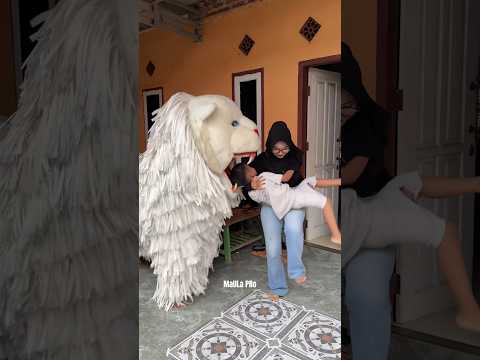 Tega sekali Kak Jihan kasih umpan Ibra ke can macanan