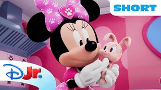 Minnie & Daisy Find Carrots to Feed a Crowd of Rabbits 🐰 | Minnie's Bow-Toons: Pet Hotel | @disneyjr