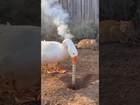 Goose put fireworks to blast rats out! 🙀😹