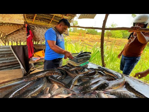 Authentic! Watch the Massive Sneakhead Fish Cutting A Village Paddy Field| Fish Cutting Sri Lanka