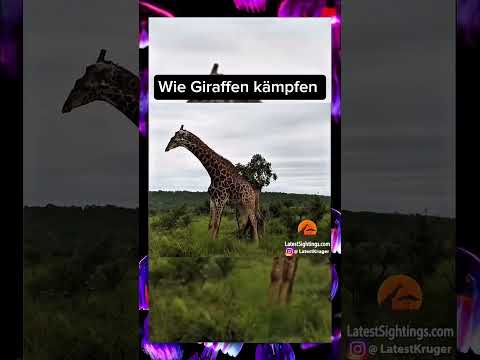 Als ob Giraffen so kämpfen 😳#viral #fouryou #fyp #fy #viralvideos