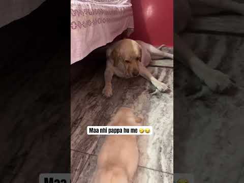 PoV : Mother nhi father hu me tera 😂🤣🥺 #retreiver #labrador #dog