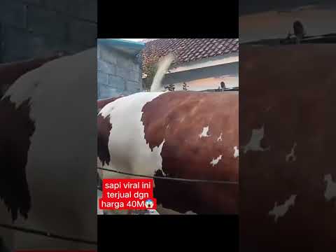Padat Berisi