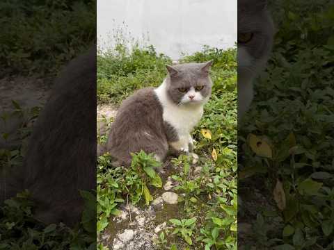 Cute Cat #cat #catlover #cats #catvideos #anabul #cutecat #kucinglucu #shorts
